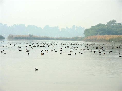 Sukhna Lake: A Serene Retreat in the Heart of Chandigarh