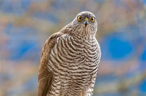 Hybrid Falcons For Falconry - Falconry Advice