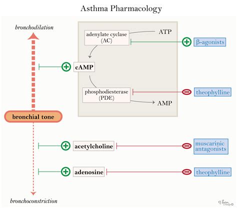 Asthma Drugs - Respiratory - Medbullets Step 1