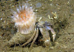 Anemone and the hermit crab – SmallScience