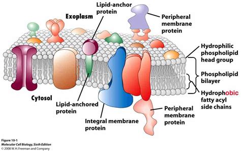 Glycoprotein Function In Cell Membrane | MedicineBTG.com