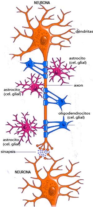 Cienciaes.com: Células gliales. Las nuevas estrellas del cerebro. | Podcasts de Ciencia