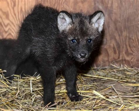 It's Twin Maned Wolf Pups for the Smithsonian Institute - ZooBorns