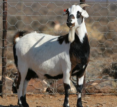 Nguni / Mbuzi Goat - Indigenous Veld Goats