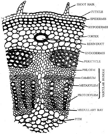 Draw a well labelled diagram of T.S. of dicot stem? - Sarthaks eConnect ...