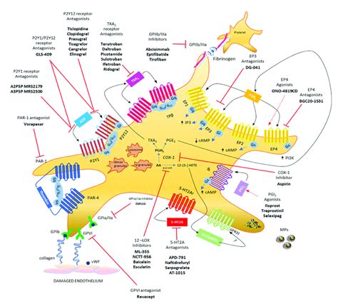 Platelet biology: main eicosanoids produced, receptors, and... | Download Scientific Diagram