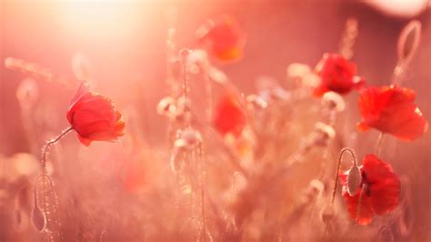 Poppy field in the sunset HD desktop wallpaper : Widescreen : High ...