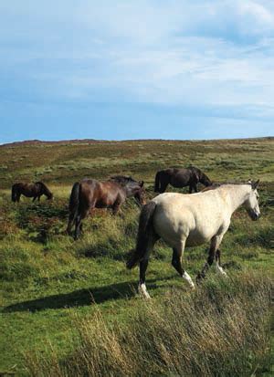 Lundy Island: A Wildlife Oasis in the Bristol Channel | British Heritage