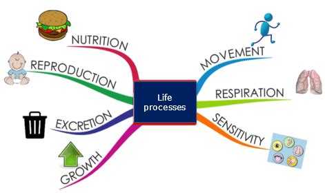 Life Processes Class 10 Notes | EduRev