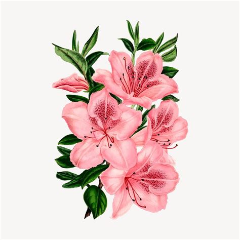 Pink azalea flowers clipart, vintage | Free Vector - rawpixel