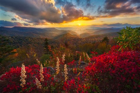 Download Sunset Flower Forest Mountain Nature Landscape HD Wallpaper