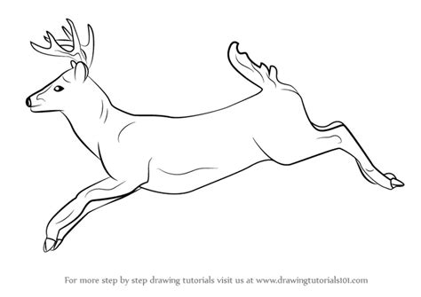 how-to-draw-Whitetail-Deer-step-0.png (800×566) | Whitetail deer ...