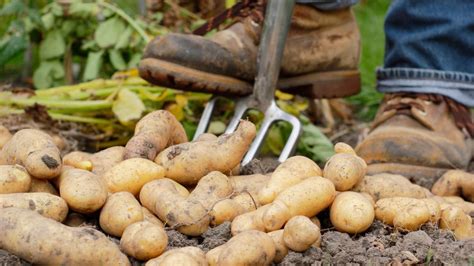 Best potato varieties: 12 top crops for your vegetable patch