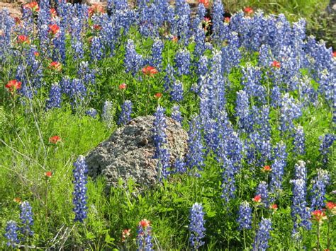 Route for Best Texas Wildflowers with Identification Guide