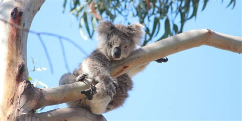 What is international Wild Koala Day? | Wild Koala Day