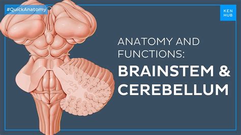 Brainstem Definition Anatomy Parts Function Kenhub