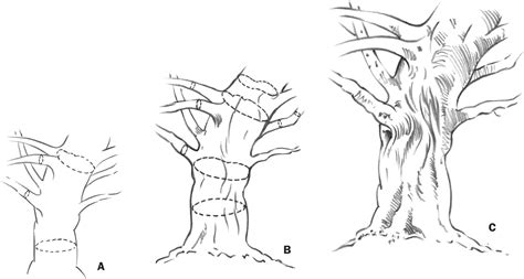 Tree Trunks - Drawing: Trees with William F. Powell [Book]