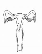 Uterus Coloring Pages sketch template