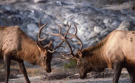 Red Deer Facts & Information | Cervus Elaphus | World Deer