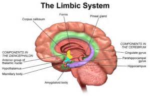 Areas of the brain involved in origin of emotion - Psychology Info