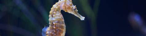 UBC researchers catch rare video of wild seahorse birth | UBC Science ...