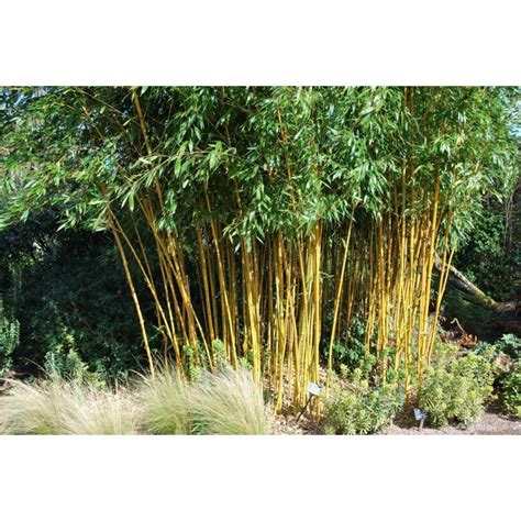 Golden Bamboo Seeds - fish pole bamboo (Phyllostachys aurea)