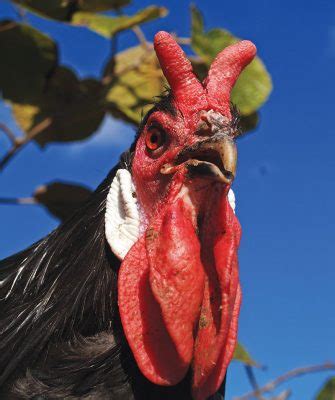 Chicken Combs: Their Styles, Textures & Purposes - Hobby Farms