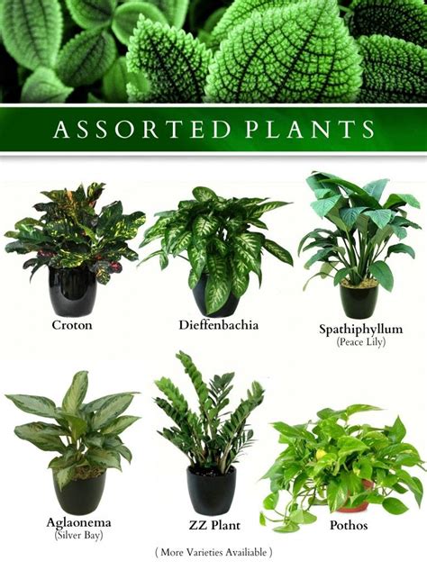 Exotic Plants | Indoor plants names, Small indoor plants, Landscaping ...