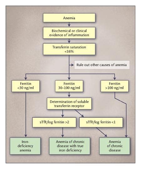 Ferritin In Anemia Of Chronic Disease - Captions Ideas