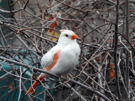 Learn the Difference Between Albino and Leucistic Birds - Birds and Blooms