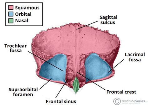 The Frontal Bone - Landmarks - Articulations - TeachMeAnatomy