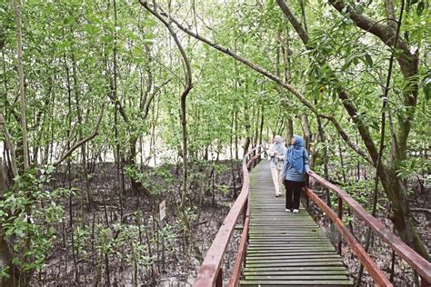 Eksotik hutan paya bakau | Harian Metro