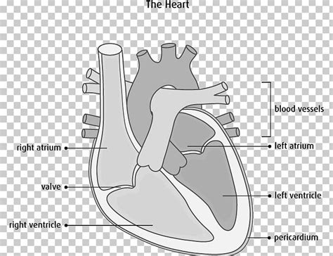 Interventricular Septum Heart Anatomy Diagram Cardiovascular Disease ...