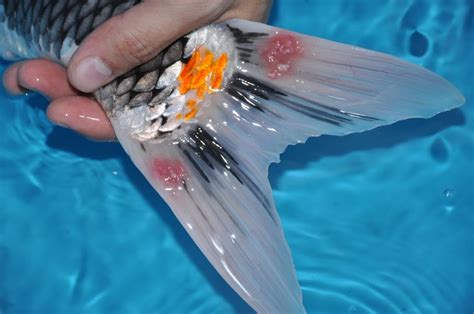 How to Keep Koi Disease Free