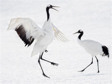 2018 Winter Wildlife Tour of Japan | Japanese Red Crowned Cranes ...