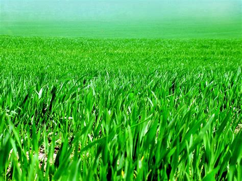 Free Grass Field Stock Photo - FreeImages.com