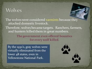 Reintroduction of Gray Wolves Into Yellowstone National Park | TPT