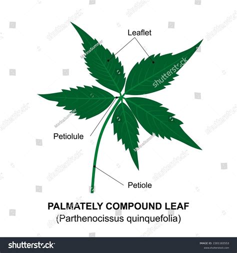 Palmately Compound Leaf Example Compound Leaf Stock Vector (Royalty ...