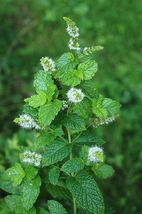 Flowering Spearmint stock image. Image of cook, food - 64445159
