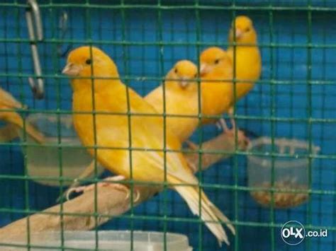 Jual Burung Kenari Af Betina Siapan, Murah | Burung 9