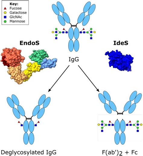 Antibody Fc