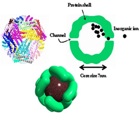 Schematic illustnration of the ferritin protein structure. | Download Scientific Diagram