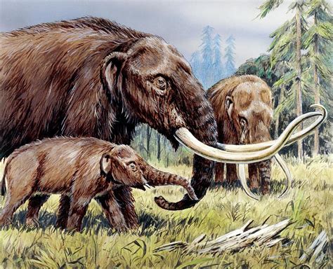 American Mastodon With Young Photograph by Science Photo Library - Pixels