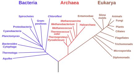 Category:Biological evolution - Wikipedia