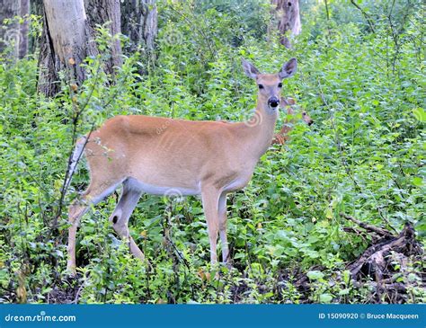 Whitetail Deer Doe and Fawn Stock Photo - Image of wildlife, outdoors ...