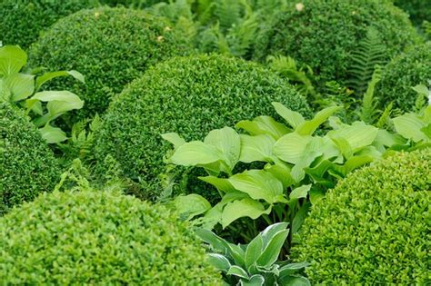 Five Evergreen Plants for Shade - BBC Gardeners World Magazine