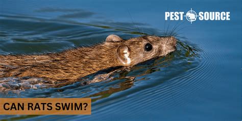 Can Rats Swim? - Pest Source