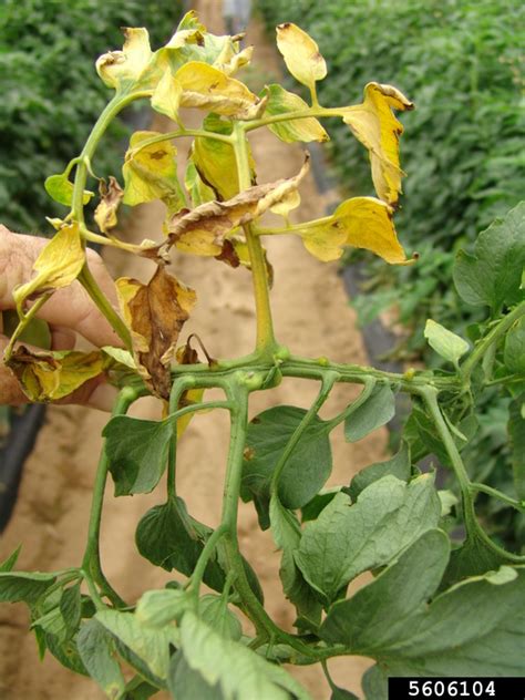 Fusarium wilt (Fusarium oxysporum f.sp. lycopersici) on garden tomato (Solanum lycopersicum ...