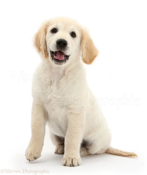 Dog: Happy Golden Retriever pup photo WP33711