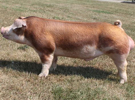 Hereford Pig: Origin, Characteristics, Color, Size, Meat!